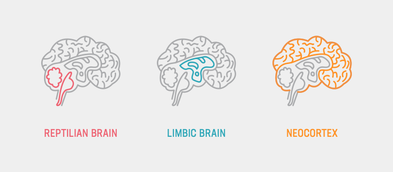 Areas of the brain